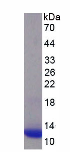 Eukaryotic S100 Calcium Binding Protein A8 (S100A8)