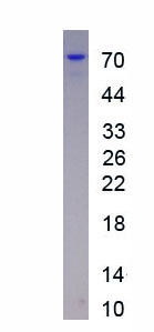 Eukaryotic Cluster Of Differentiation 19 (CD19)