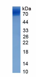 Eukaryotic Hemopexin (HPX)