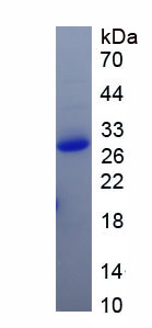 Eukaryotic Interleukin 28B (IL28B)
