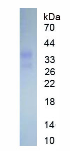 Eukaryotic Interleukin 29 (IL29)