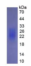 Eukaryotic Interleukin 22 (IL22)