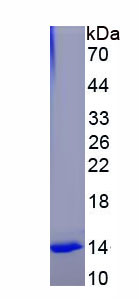 Eukaryotic Growth Differentiation Factor 15 (GDF15)