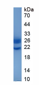 Eukaryotic Apolipoprotein M (APOM)