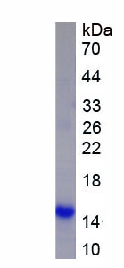 Eukaryotic Angiotensin III (AngIII)