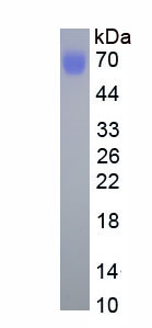 Eukaryotic Antithrombin (AT)