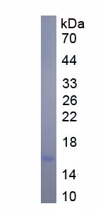 Eukaryotic Cathelicidin Antimicrobial Peptide (CAMP)