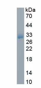 Eukaryotic Fibroblast Growth Factor 18 (FGF18)