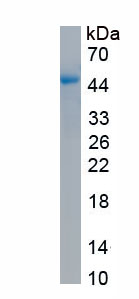 Eukaryotic Platelet Derived Growth Factor C (PDGFC)