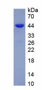 Eukaryotic Collagen Type III Alpha 1 (COL3a1)