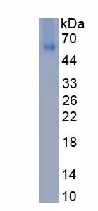 Eukaryotic Ephrin B2 (EFNB2)