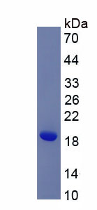 Eukaryotic Regenerating Islet Derived Protein 3 Alpha (REG3a)