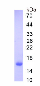 Eukaryotic Regenerating Islet Derived Protein 3 Alpha (REG3a)