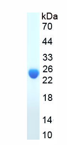 Eukaryotic Immunoglobulin Lambda (Igl)