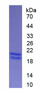 Eukaryotic Interferon Alpha 13 (IFNa13)