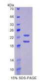 Eukaryotic Interferon Alpha 8 (IFNa8)