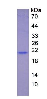 Eukaryotic Interferon Alpha 5 (IFNa5)