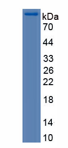 Eukaryotic Interleukin 4 Induced Protein 1 (IL4I1)