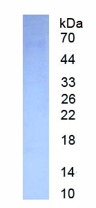 Eukaryotic Eosinophil Peroxidase (EPX)