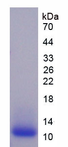Eukaryotic HLA-B Associated Transcript 3 (BAT3)