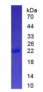 Eukaryotic Interferon Alpha 11 (IFNa11)