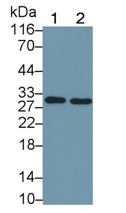 HRP-Linked Monoclonal Antibody to FMS Like Tyrosine Kinase 3 Ligand (Flt3L)