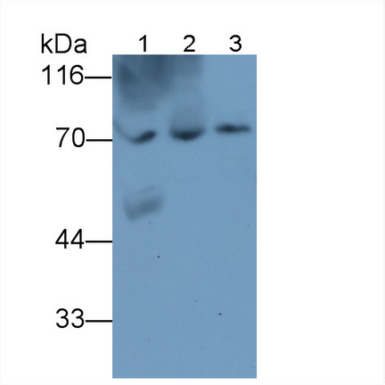 HRP-Linked Polyclonal Antibody to Glucose 6 Phosphate Isomerase (GPI)