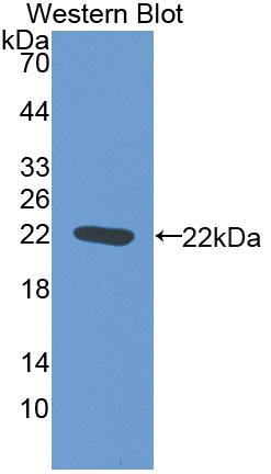 Biotin-Linked Polyclonal Antibody to Nitric Oxide Synthase 2, Inducible (NOS2)