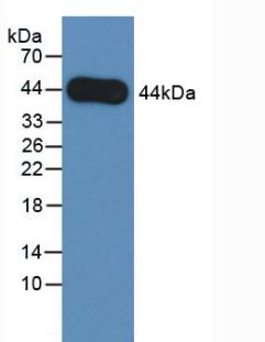 Monoclonal Antibody to Amphiregulin (AREG)