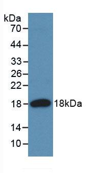 Monoclonal Antibody to Angiogenin (ANG)