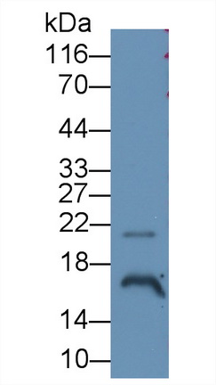 Monoclonal Antibody to Angiogenin (ANG)