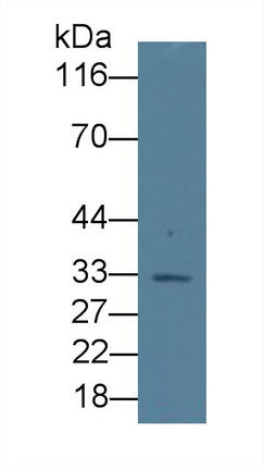 MAA028Hu22.jpg