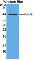 Monoclonal Antibody to Interferon Alpha (IFNa)