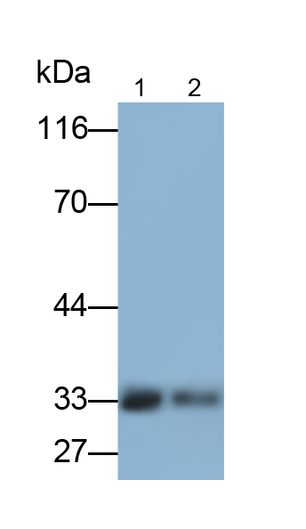 Monoclonal Antibody to FMS Like Tyrosine Kinase 3 Ligand (Flt3L)