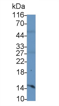 Monoclonal Antibody to Interferon Gamma (IFNg)