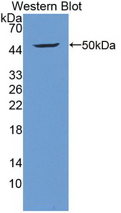 Monoclonal Antibody to Insulin Like Growth Factor 1 (IGF1)