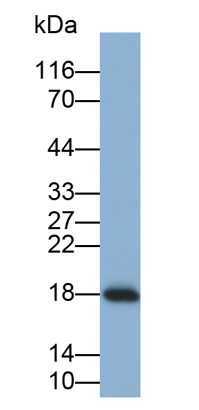 Monoclonal Antibody to Insulin Like Growth Factor 1 (IGF1)