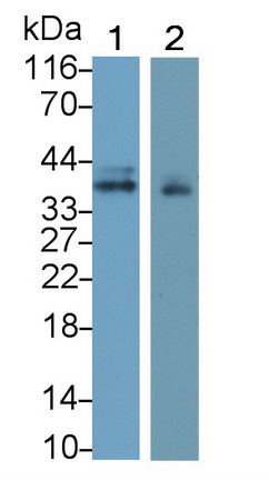 MAA054Hu25.jpg