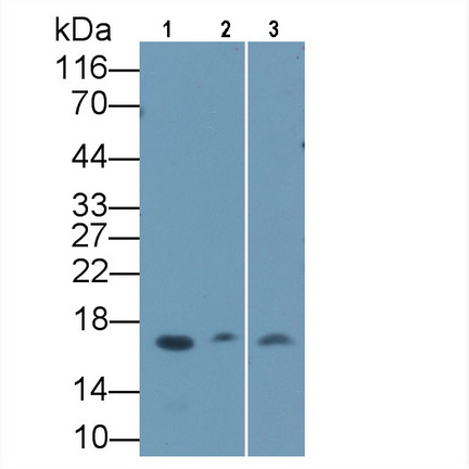 Monoclonal Antibody to Insulin Like Growth Factor Binding Protein 4 (IGFBP4)