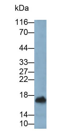 Monoclonal Antibody to Interleukin 10 (IL10)