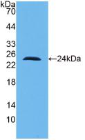 Monoclonal Antibody to Interleukin 10 (IL10)