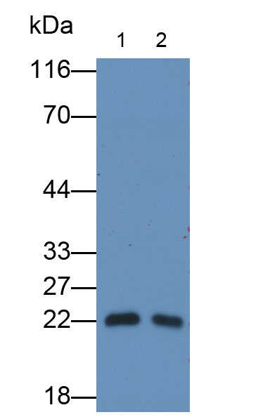 Monoclonal Antibody to Interleukin 18 (IL18)