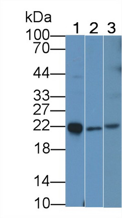 Monoclonal Antibody to Interleukin 18 (IL18)