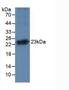 Monoclonal Antibody to Interleukin 1 Alpha (IL1a)