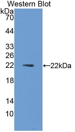 Monoclonal Antibody to Interleukin 1 Alpha (IL1a)