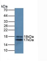 Monoclonal Antibody to Interleukin 2 (IL2)