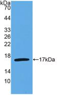 Monoclonal Antibody to Interleukin 4 (IL4)