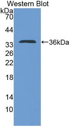 Monoclonal Antibody to Interleukin 4 (IL4)