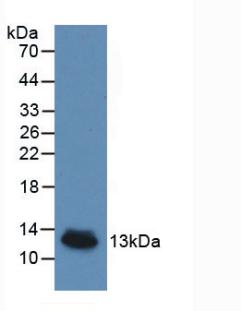 Monoclonal Antibody to Interleukin 8 (IL8)