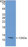 Monoclonal Antibody to Interleukin 8 (IL8)